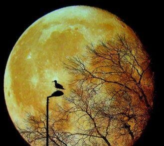 luna3.jpg