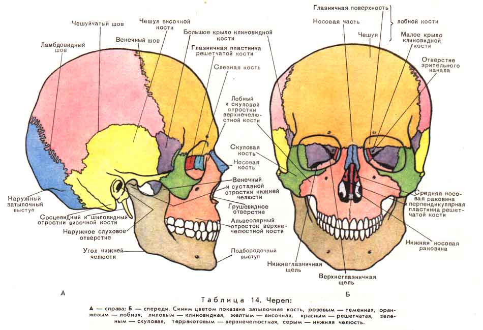 kaz cranium1.jpg