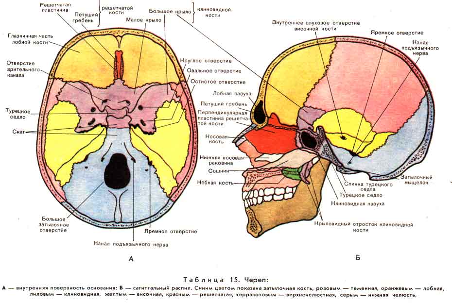 kaz cranium2.jpg
